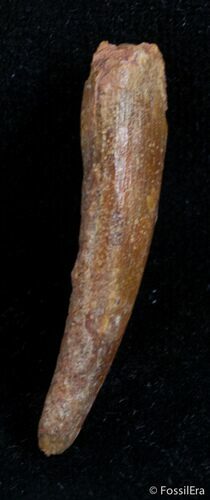 Large Inch Pterosaur Tooth - Morocco #2975